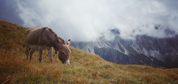 Donkey in the italian alpes