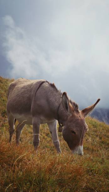 istock Donkey on a medaow in the Dolomites 1481758232