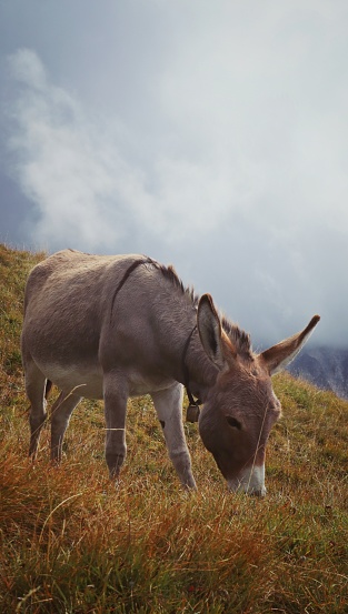 Donkey in the italian alpes