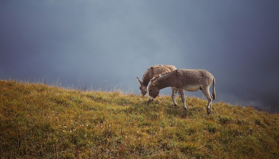 Donkeys on a medaow in the Dolomites