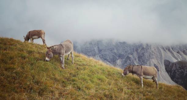 istock Donkeys on a medaow in the Dolomites 1481758402