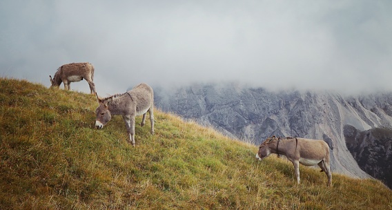 Donkeys in the italian alpes
