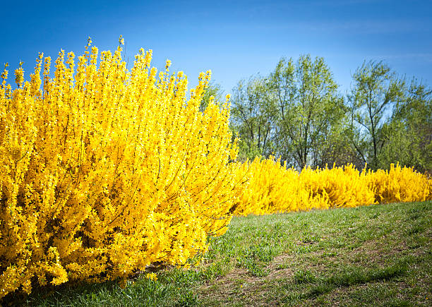 istock Genista Plants And Blue Sky 148175885