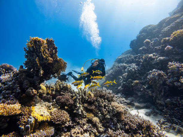 istock Scuba Diving on a Coral Reef 1481759665