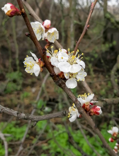 istock Beautiful flowers on an apricot tree. Spring flowers bloomed on the fruit tree. In the spring, the apricot began to bloom. 1481760613