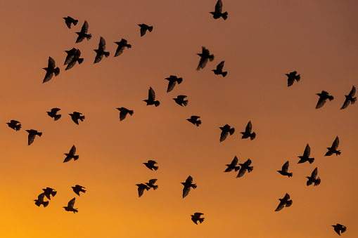 Flock of common starlings (Sturnus vulgaris) in front of an orange sunset sky.