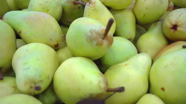 New Season Harvest Fresh Pears On The Market Counter