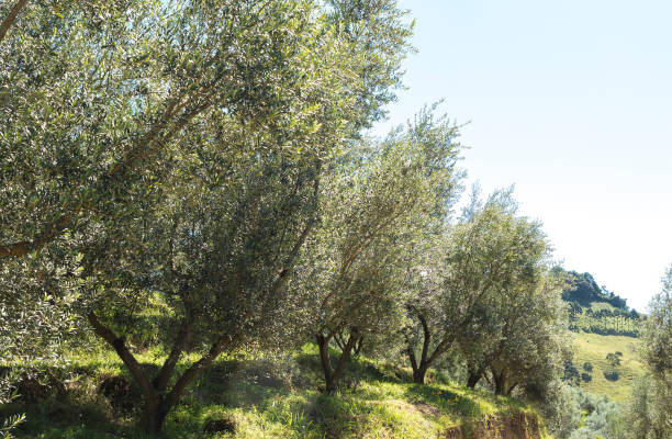 istock Plantation of olive trees, leaves and trees 1481762384
