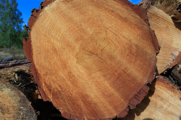 istock Pine trunk end with annual rings close-up 1481762626