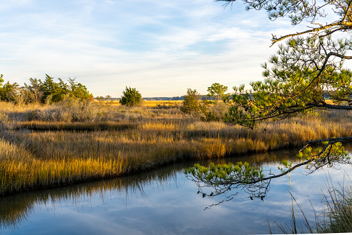Pristine Marsh in Virginia Beach on the Lynnhaven River at Golden Hour Nature