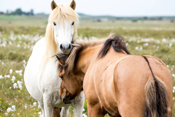 Wild Icelandic Horses Grazing