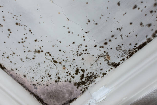 istock Terrible mold in the house on the white ceiling 1481763697