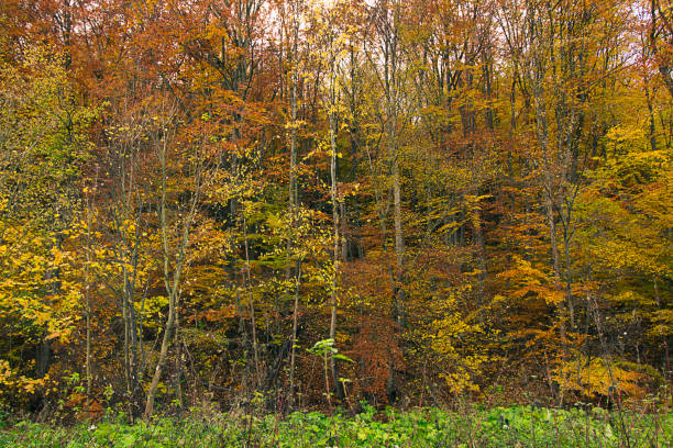 istock View of an autumn forest 1481763778
