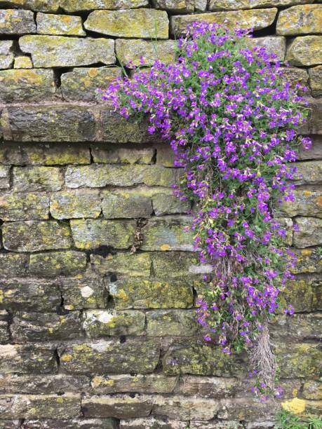 istock Purple trailing flower on dry stone wall 1481763813
