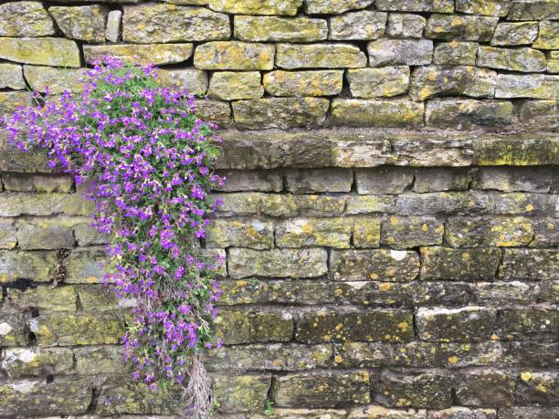 istock Purple flower on dry stone wall 1481763833
