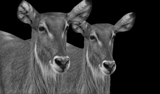 Female Waterbuck Standing Together On The Black Background