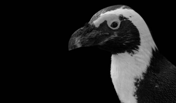 cabeza de pingüino cara de primer plano en el fondo oscuro - nobody beak animal head penguin fotografías e imágenes de stock