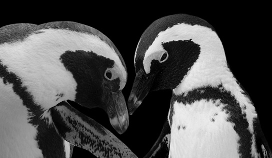 Black And White Couple Penguin Birds Closeup