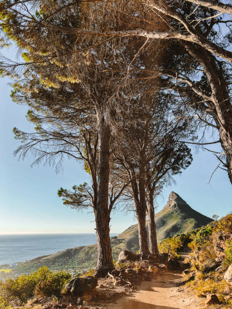 istock Lion's Head in Cape Town, South Africa 1481765686