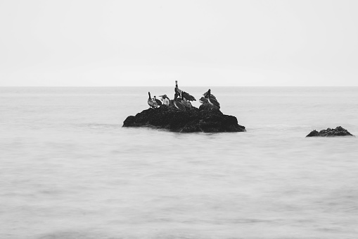 Black and white ocean sea rocks with water flowing around them against a grey sky background on beach in Malibu, California with pelican birds sitting on rock.