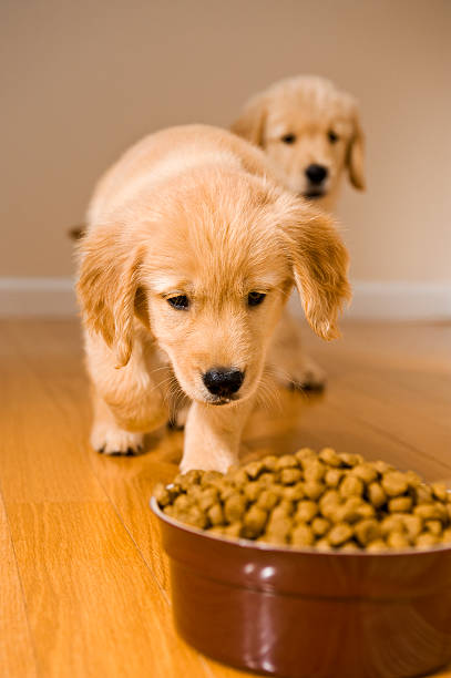 welpen abendessen - dog eating puppy food stock-fotos und bilder