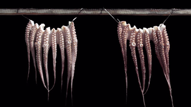 Hanging squid tentacles