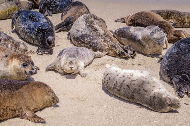 istock Harbor Seals in La Jolla 1481770673