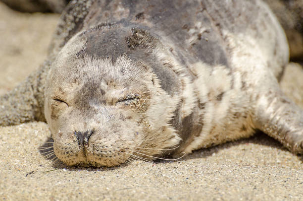 istock Harbor Seals in La Jolla 1481770674