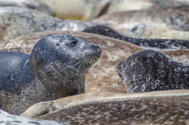istock Harbor Seals in La Jolla 1481770682