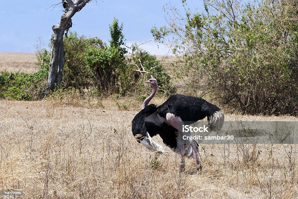 Männliche Strauß - Lizenzfrei Afrika Stock-Foto