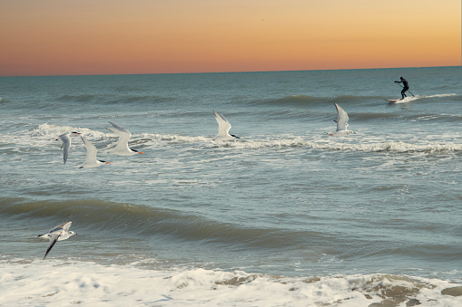 A group or flock of birds flying on the shore of Virginia Beach.  With a Paddle border in the distance.
