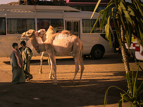 Karnak, Egypt - March 5, 2005: Young boys renting camels to tourist in Karnak market to make a living, Egypt