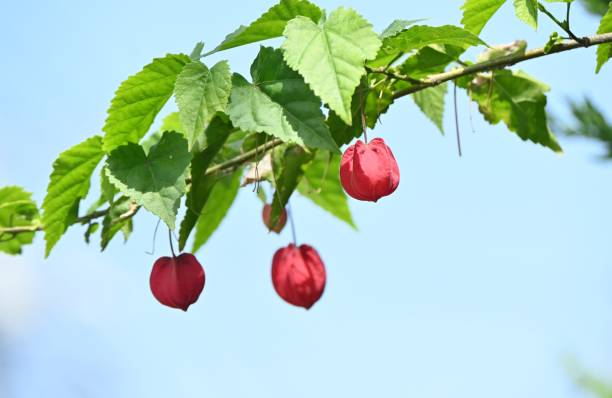 Trailing abutilon ( Callianthe megapotamica ) flowers. Trailing abutilon ( Callianthe megapotamica ) flowers. Malvaceae evergreen tropical shrub native to Brazil. japanese bellflower stock pictures, royalty-free photos & images