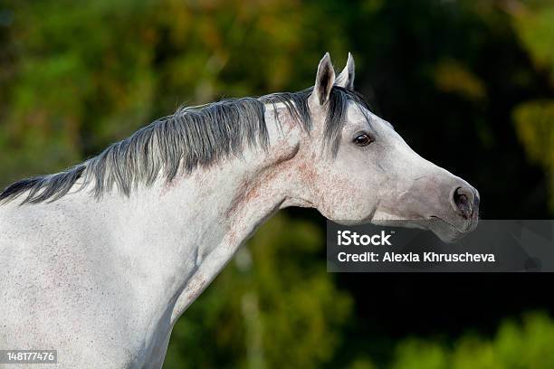 Arabian Gray Horse Stock Photo - Download Image Now - Animal, Animal Body, Animal Body Part