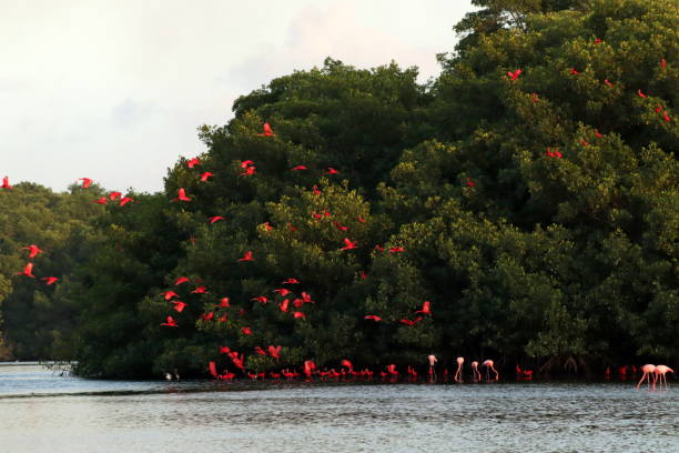 カロニ沼の緋色のトキ - scarlet ibis ストックフォトと画像