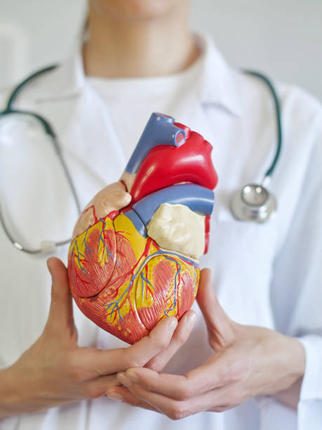 istock Doctor Holding a human heart 1481779104