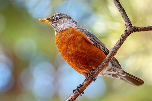 An American Robin  (Turdus migratorius) perched on a branch feeding on orange berries.