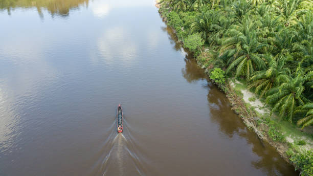 istock Boat and Palm Field 1481779260