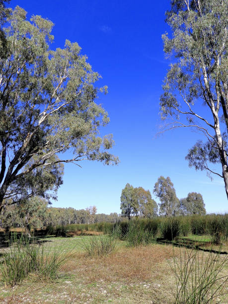 istock Barmah National Park, Victoria, Australia 1481780137
