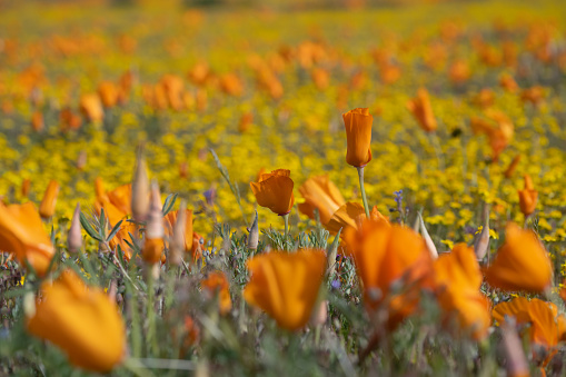 California seasonal colorful wildflower super bloom