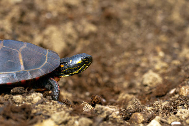 istock Painted turtle on the ground, pointing its head forward. Concept. Don't look back 1481783341