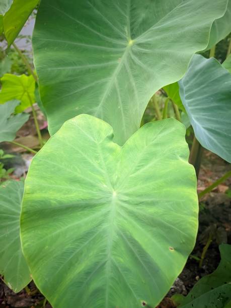 istock clean and fresh surface of green taro leaves 1481784148
