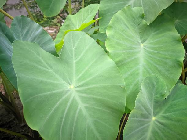istock clean and fresh surface of green taro leaves 1481784158