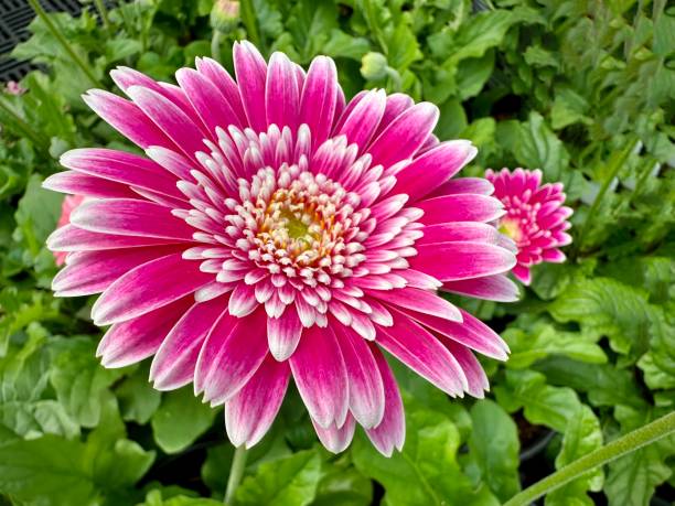 istock Pink and White zinnia flower 1481785878