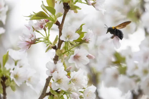 Photo of A carpenter bee sucking nectar from cherry blossoms in full bloom