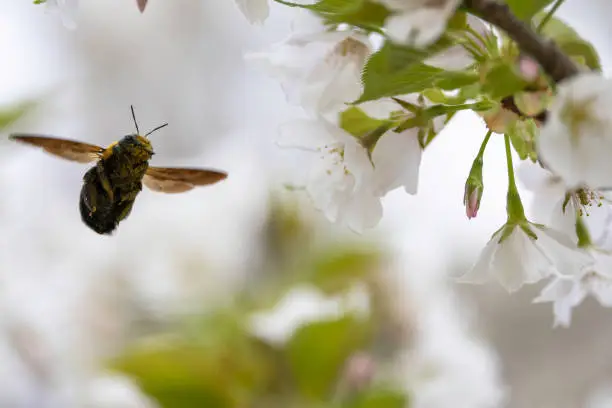 Photo of A carpenter bee sucking nectar from cherry blossoms in full bloom