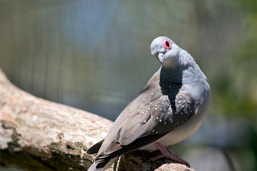 The Diamond Dove is the smallest Australian Dove, with a distinctive red eye-ring, blue-grey head and breast. The back and wings are smoky brown with fine white spots on the wings.