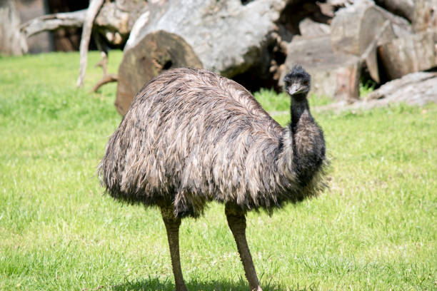 istock the emu is walking across a field 1481789631