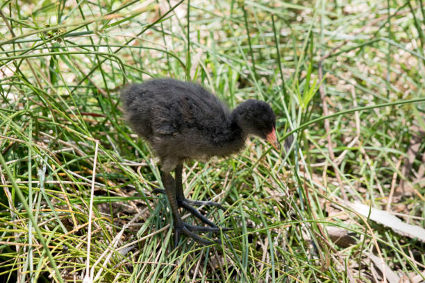 istock the dusky moorhen is all black with an orange beak 1481789639
