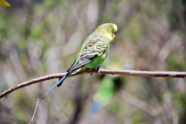 istock the parakeet is perched in a bush 1481789762